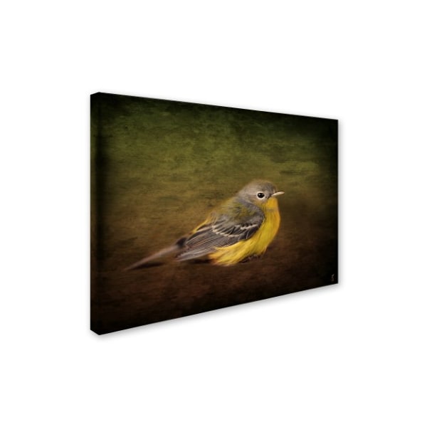 Jai Johnson 'Baby Warbler' Canvas Art,35x47